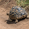 Serengeti NP